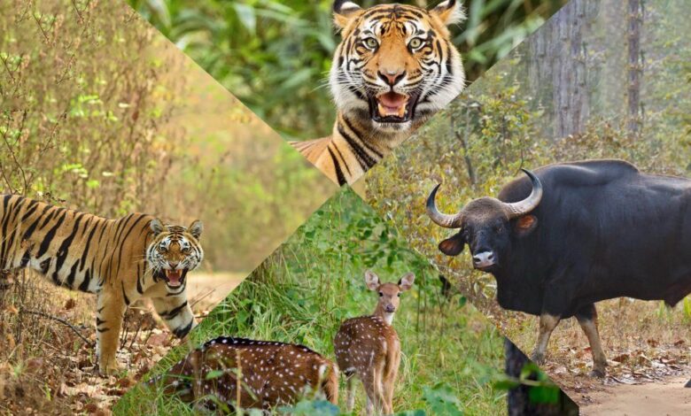 रेस्क्यू सेंटर उत्तर प्रदेश बाघ तेंदुआ बचाव योजना वन्यजीव सुरक्षा केंद्र हिंसक पशुओं से सुरक्षा मानव-वन्यजीव संघर्ष समाधान